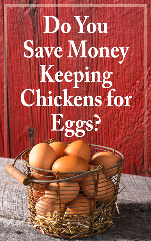 How Much Do Chickens Cost? Backyard Poultry